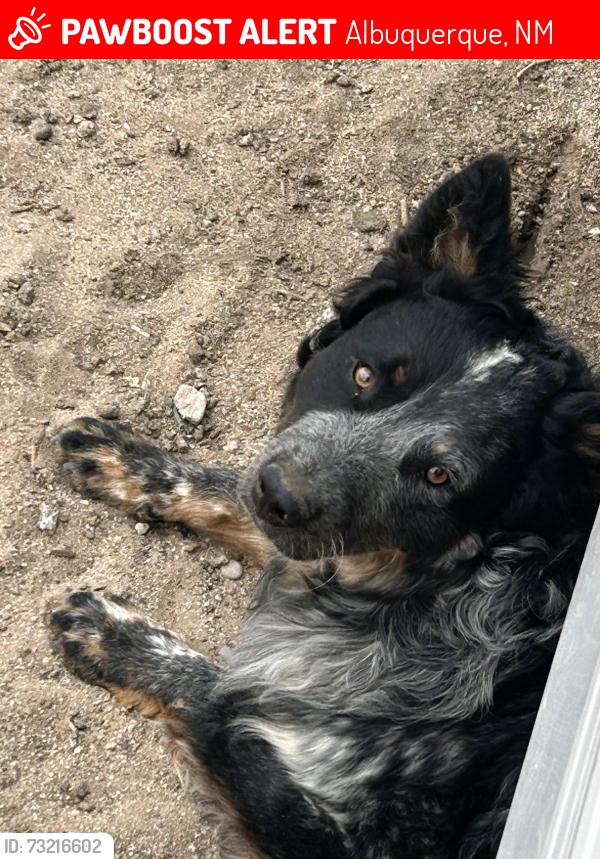 Lost Male Dog last seen Broadway y rio bravo, Albuquerque, NM 87105