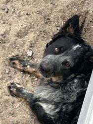 Lost Male Dog last seen Broadway y rio bravo, Albuquerque, NM 87105