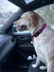Reunited Female Dog last seen Sherwood/Wooley, Oxford, MI 48371