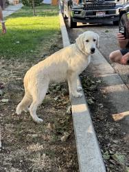 Found/Stray Male Dog last seen found inside albertsons (2 dogs), Nampa, ID 83686