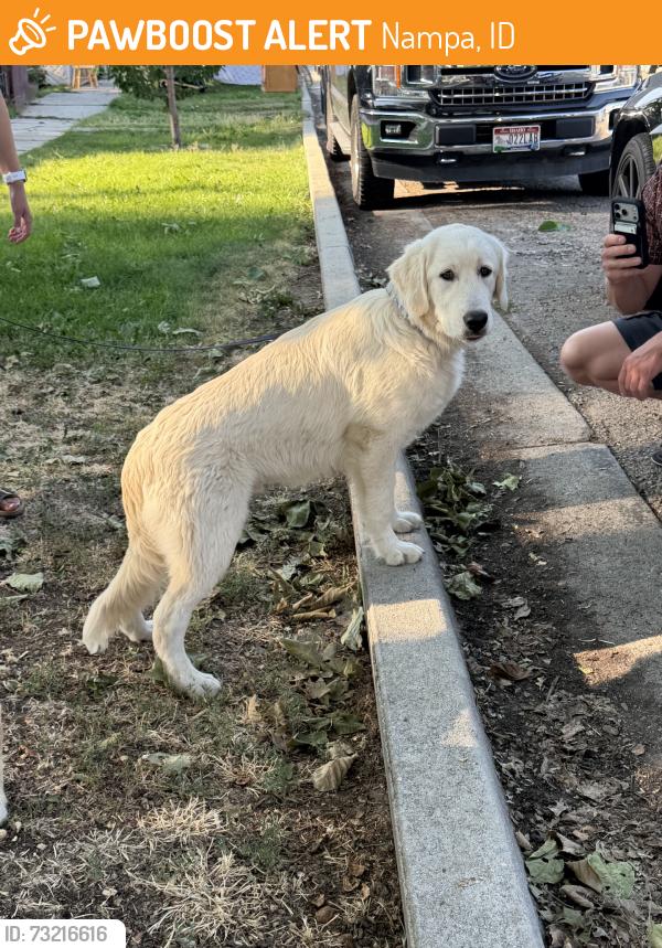 Found/Stray Male Dog last seen found inside albertsons (2 dogs), Nampa, ID 83686