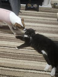 Reunited Male Cat last seen Whitegates est, Huthwaite, Huthwaite, England NG17 2SE