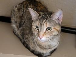 Lost Female Cat last seen In the parking lot near the garage of Big O Tires, Nephi, UT 84648
