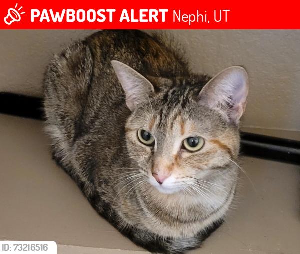 Lost Female Cat last seen In the parking lot near the garage of Big O Tires, Nephi, UT 84648