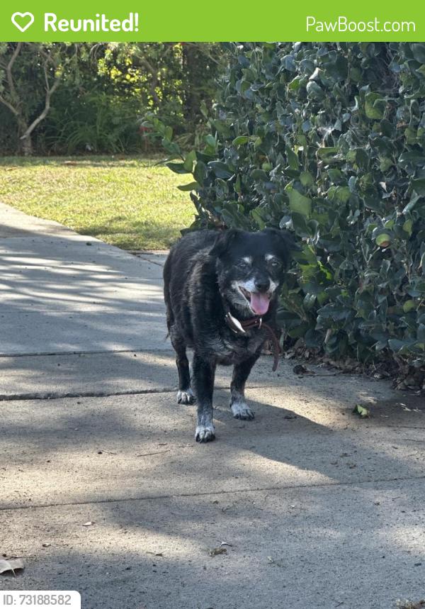 Reunited Female Dog last seen Shandondoa, Los Angeles, CA 90034