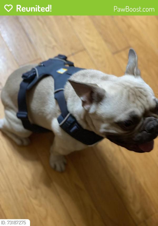 Reunited Male Dog last seen DiMaggio Way Antioch Ca, Antioch, CA 94509