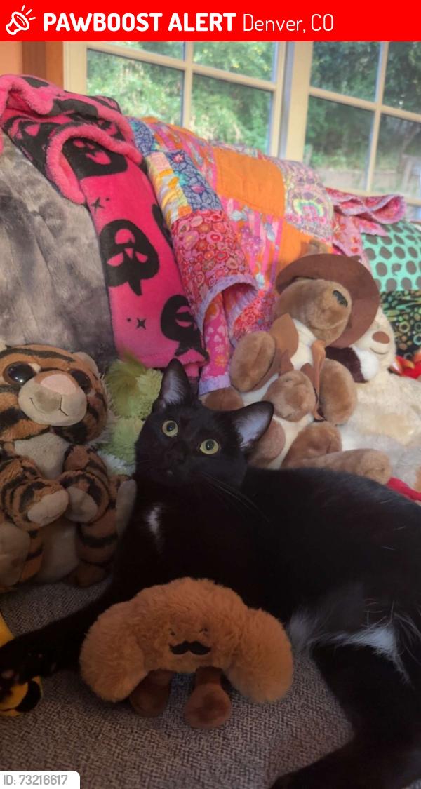 Lost Female Cat last seen s monaco pkwy and e alameda ave, Denver, CO 80224