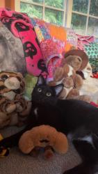 Lost Female Cat last seen s monaco pkwy and e alameda ave, Denver, CO 80224