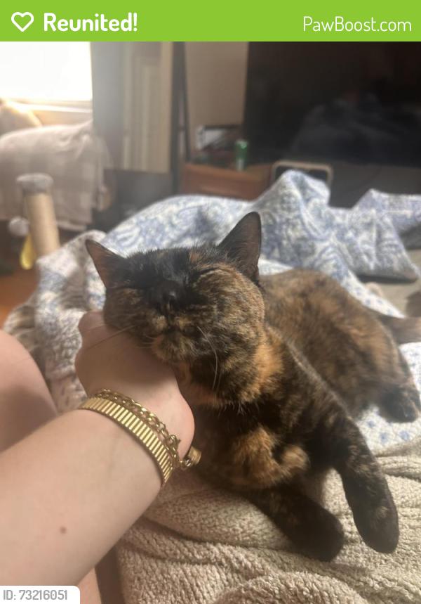 Reunited Female Cat last seen Humboldt and Locust, Milwaukee, WI 53212