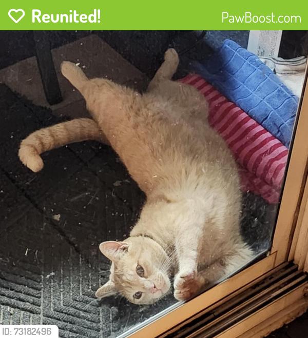 Reunited Male Cat last seen William Yates Elementary / Target / Genesis Gym, Independence, MO 64055