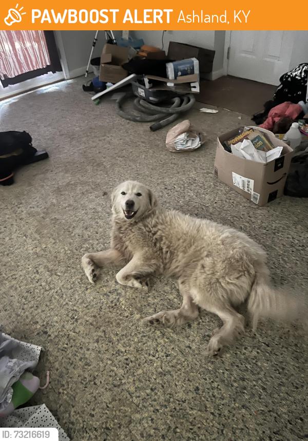 Found/Stray Female Dog last seen Prichard st, Ashland, KY 41102