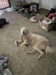 Found/Stray Female Dog last seen Prichard st, Ashland, KY 41102