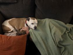 Reunited Male Dog last seen Maxwell, Newport News, VA 23606