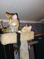 Lost Female Cat last seen Trailer park, Evansville, IN 47720