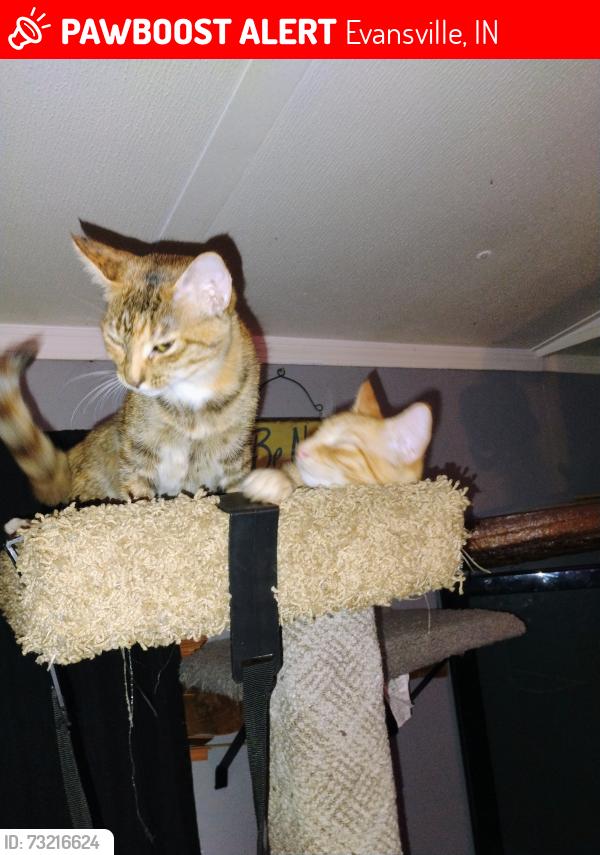 Lost Female Cat last seen Trailer park, Evansville, IN 47720