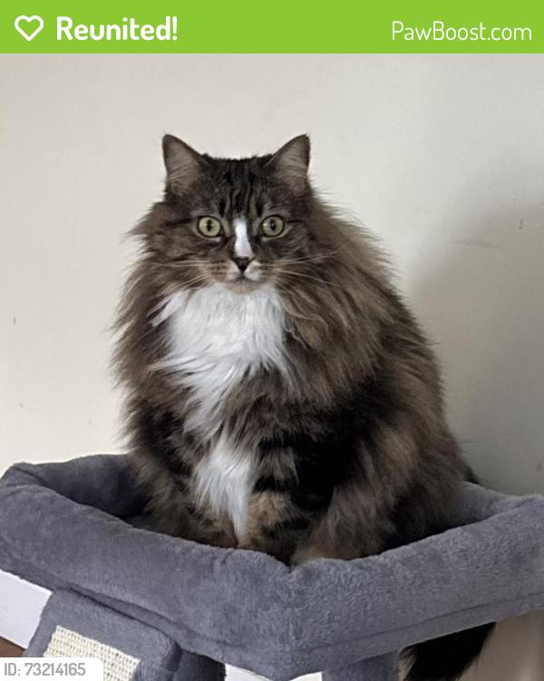 Reunited Female Cat last seen Marquette st, Gardner, MA 01440