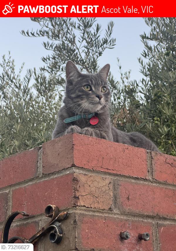 Lost Male Cat last seen Last seen at 46 Brisbane St, Ascot Vale, VIC 3032