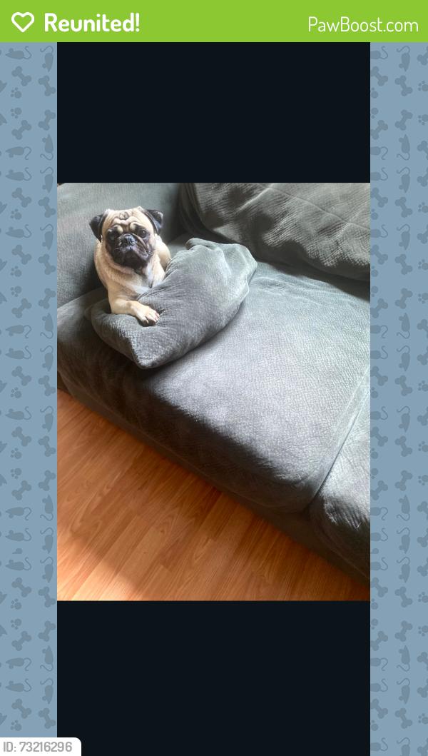 Reunited Male Dog last seen N Madison, London, OH 43140