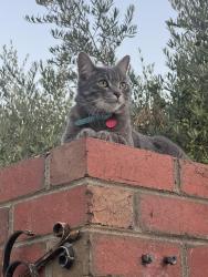 Lost Male Cat last seen Last seen at 46 Brisbane St, Ascot Vale, VIC 3032