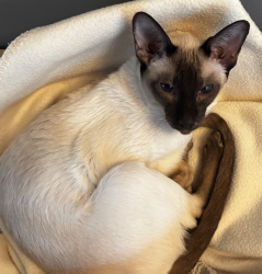 Lost Female Cat last seen Near Dundee rd. Erie pa near Robison & Rt 97, Erie, PA 16509