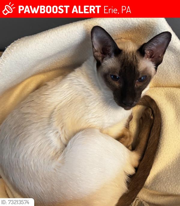 Lost Female Cat last seen Near Dundee rd. Erie pa near Robison & Rt 97, Erie, PA 16509