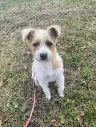 Reunited Female Dog last seen Jeff rd nw, Huntsville, AL 35805
