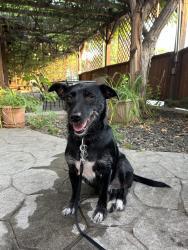 Lost Female Dog last seen W Petrie and Allumbaugh, Boise, ID 83704