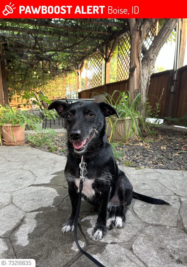 Lost Female Dog last seen W Petrie and Allumbaugh, Boise, ID 83704
