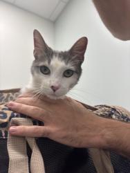 Found/Stray Male Cat last seen Monticello and Wilson, Chicago, IL 60625