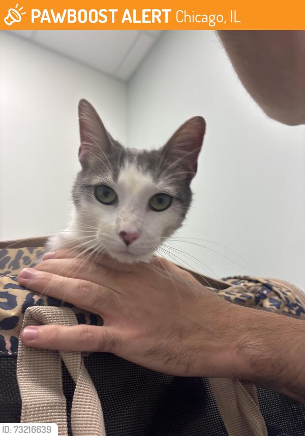 Found/Stray Male Cat last seen Monticello and Wilson, Chicago, IL 60625