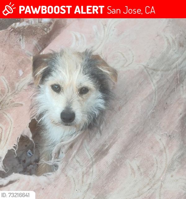 Lost Male Dog last seen Virginia place, San Jose, CA 95116