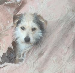 Lost Male Dog last seen Virginia place, San Jose, CA 95116
