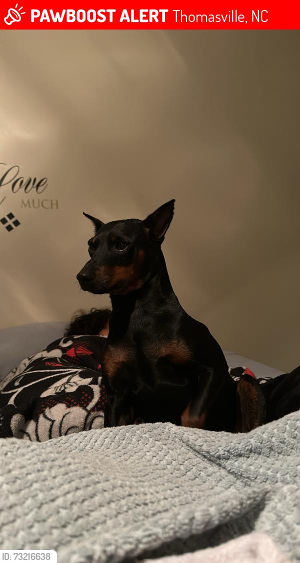 Lost Male Dog last seen Church street, Thomasville, NC 27360