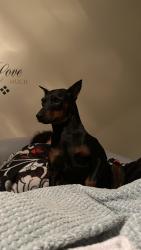 Lost Male Dog last seen Church street, Thomasville, NC 27360