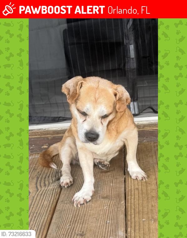 Lost Male Dog last seen Hawaii Woods Court, Orlando, FL 32824