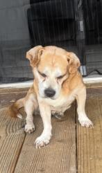 Lost Male Dog last seen Hawaii Woods Court, Orlando, FL 32824