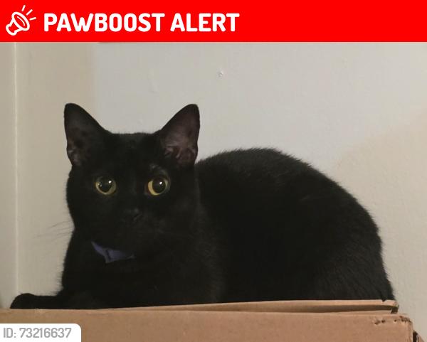 Lost Female Cat last seen Tanglewood ests, Highland-on-the-Lake, NY 14047