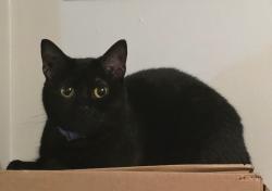 Lost Female Cat last seen Tanglewood ests, Highland-on-the-Lake, NY 14047