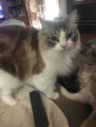 Lost Female Cat last seen Sandi ct, Smyrna, TN 37167