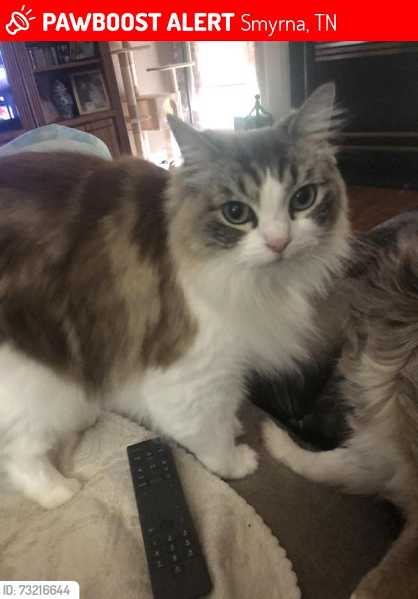 Lost Female Cat last seen Sandi ct, Smyrna, TN 37167