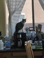 Reunited Male Cat last seen E Azure Ave North Las Vegas, NV 89081 United States, North Las Vegas, NV 89081