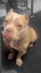 Lost Female Dog last seen I- 70 hwy 40 East bound, Kansas City, MO 64052