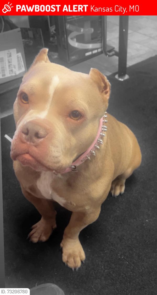Lost Female Dog last seen I- 70 hwy 40 East bound, Kansas City, MO 64052