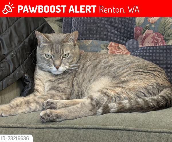 Lost Female Cat last seen 12th Ave & Sunset Blvd., Renton, WA 98056