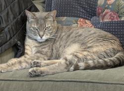 Lost Female Cat last seen 12th Ave & Sunset Blvd., Renton, WA 98056