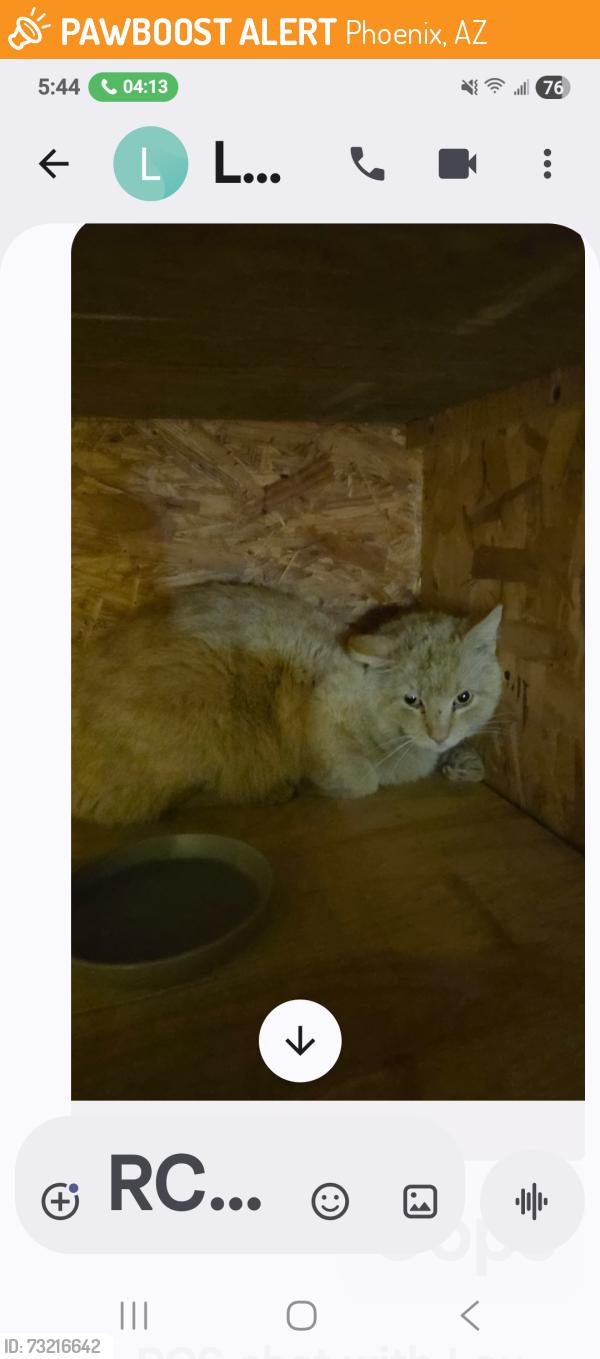 Found/Stray Male Cat last seen 3rd Ave and hatcher, Phoenix, AZ 85020