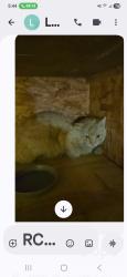 Found/Stray Male Cat last seen 3rd Ave and hatcher, Phoenix, AZ 85020