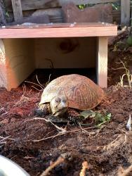 Lost Male Reptile last seen San Pedro and Candelaria, Albuquerque, NM 87110