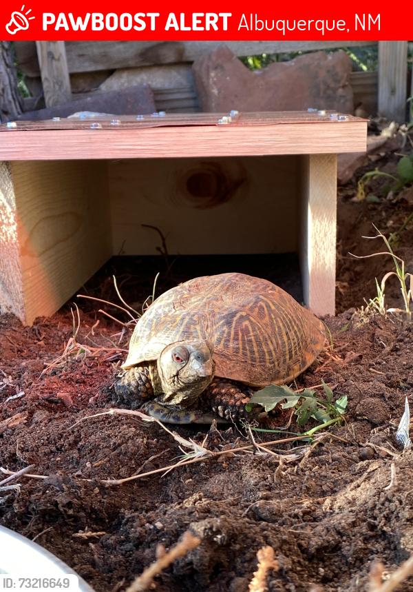 Lost Male Reptile last seen San Pedro and Candelaria, Albuquerque, NM 87110