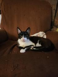 Reunited Male Cat last seen Park Avenue and Delmas, San Jose, CA 95110